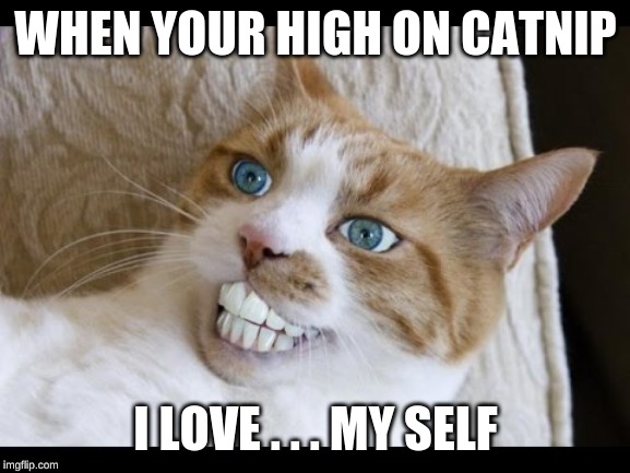 catnip meme | WHEN YOUR HIGH ON CATNIP; I LOVE . . . MY SELF | image tagged in memes | made w/ Imgflip meme maker