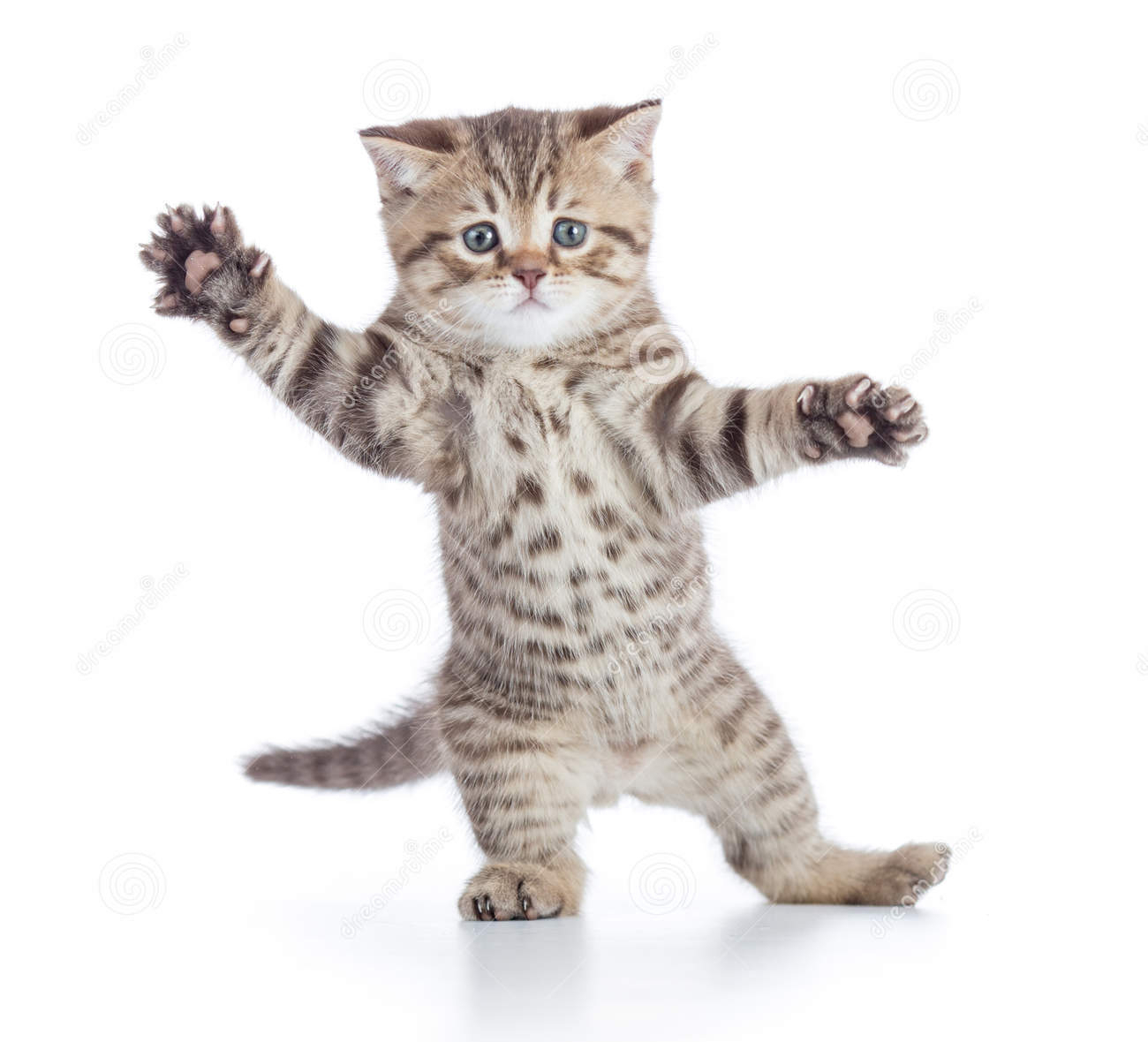 High Quality Dancing Cat Blank Meme Template