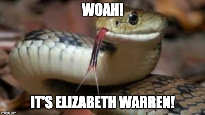 WOAH! IT'S ELIZABETH WARREN! | image tagged in elizabeth warren | made w/ Imgflip meme maker