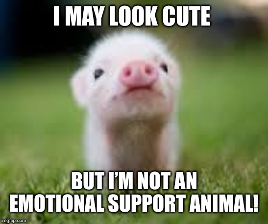 Mini Pig | I MAY LOOK CUTE; BUT I’M NOT AN EMOTIONAL SUPPORT ANIMAL! | image tagged in mini pig | made w/ Imgflip meme maker