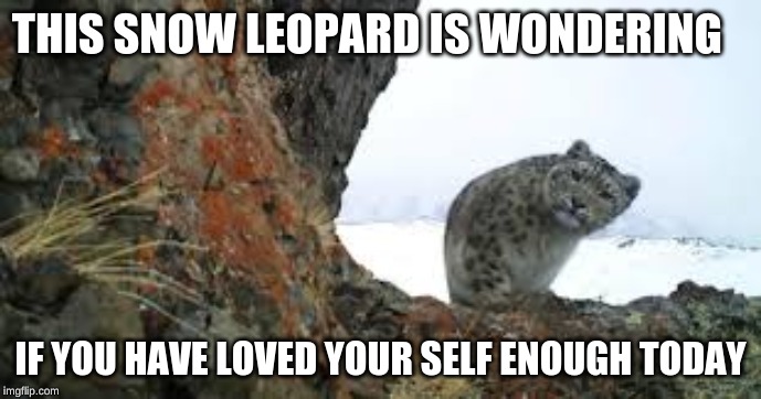 THIS SNOW LEOPARD IS WONDERING; IF YOU HAVE LOVED YOUR SELF ENOUGH TODAY | image tagged in curious | made w/ Imgflip meme maker