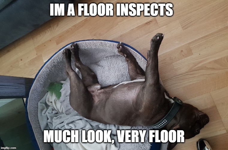 Wasted dog sleeping | IM A FLOOR INSPECTS MUCH LOOK, VERY FLOOR | image tagged in wasted dog sleeping | made w/ Imgflip meme maker