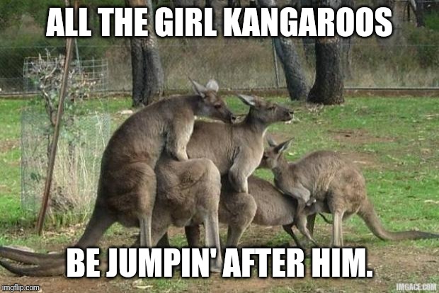 kangaroo-orgy | ALL THE GIRL KANGAROOS BE JUMPIN' AFTER HIM. | image tagged in kangaroo-orgy | made w/ Imgflip meme maker
