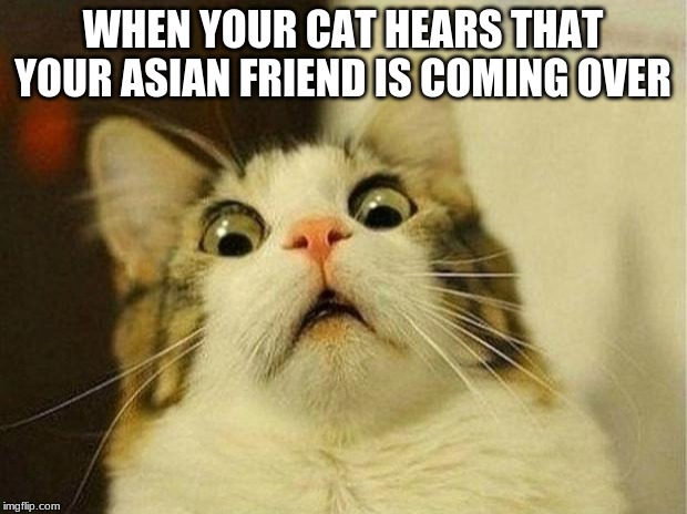 Scared Cat Meme | WHEN YOUR CAT HEARS THAT YOUR ASIAN FRIEND IS COMING OVER | image tagged in memes,scared cat | made w/ Imgflip meme maker