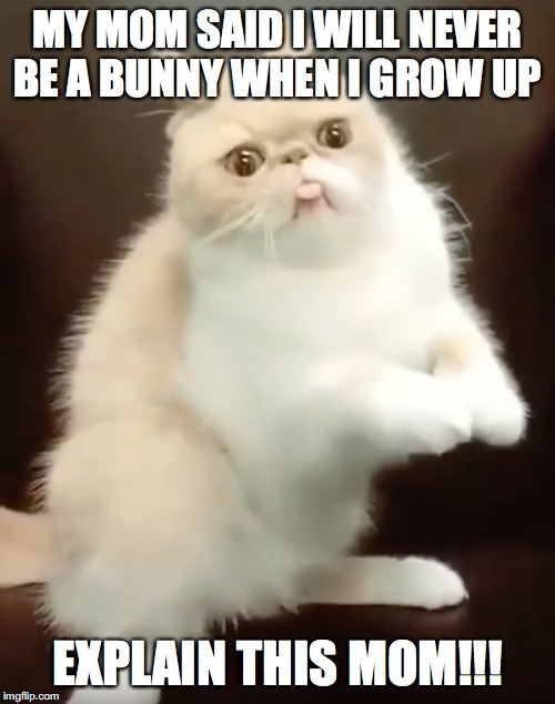 Cat | MY MOM SAID I WILL NEVER BE A BUNNY WHEN I GROW UP; EXPLAIN THIS MOM!!! | image tagged in cat | made w/ Imgflip meme maker