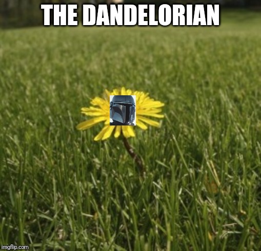 dandelion |  THE DANDELORIAN | image tagged in dandelion | made w/ Imgflip meme maker