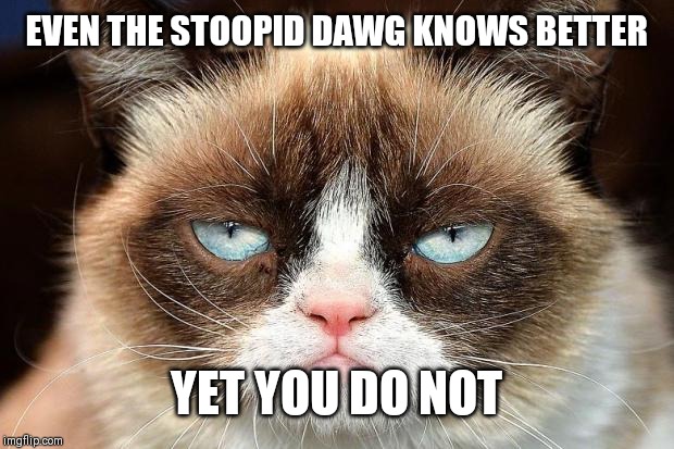 Grumpy Cat Not Amused Meme | EVEN THE STOOPID DAWG KNOWS BETTER; YET YOU DO NOT | image tagged in memes,grumpy cat not amused,grumpy cat | made w/ Imgflip meme maker
