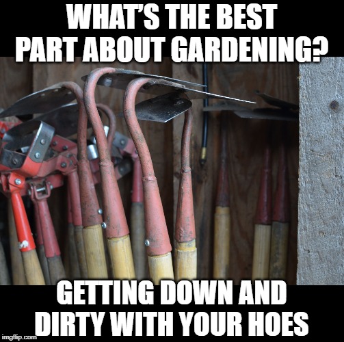They Nasty! | WHAT’S THE BEST PART ABOUT GARDENING? GETTING DOWN AND DIRTY WITH YOUR HOES | image tagged in hoes | made w/ Imgflip meme maker