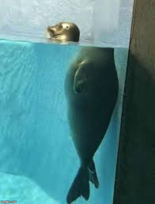 Uhh Are you ok Mr. Seal? You don't look so well... | image tagged in awkward seal,it's okay,uh | made w/ Imgflip meme maker