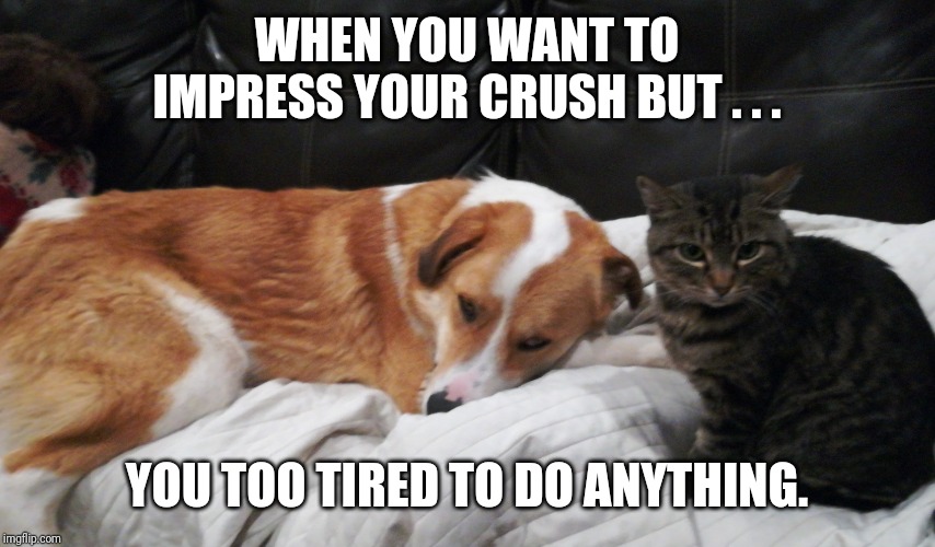 I'm tired | WHEN YOU WANT TO IMPRESS YOUR CRUSH BUT . . . YOU TOO TIRED TO DO ANYTHING. | image tagged in i'm tired | made w/ Imgflip meme maker