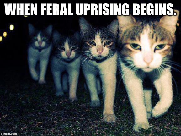 Wrong Neighboorhood Cats | WHEN FERAL UPRISING BEGINS. | image tagged in memes,wrong neighboorhood cats | made w/ Imgflip meme maker