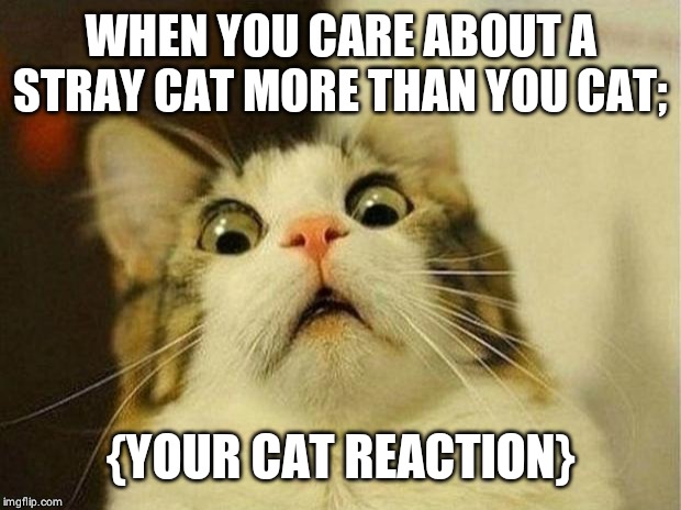 Scared Cat Meme | WHEN YOU CARE ABOUT A STRAY CAT MORE THAN YOU CAT;; {YOUR CAT REACTION} | image tagged in memes,scared cat | made w/ Imgflip meme maker