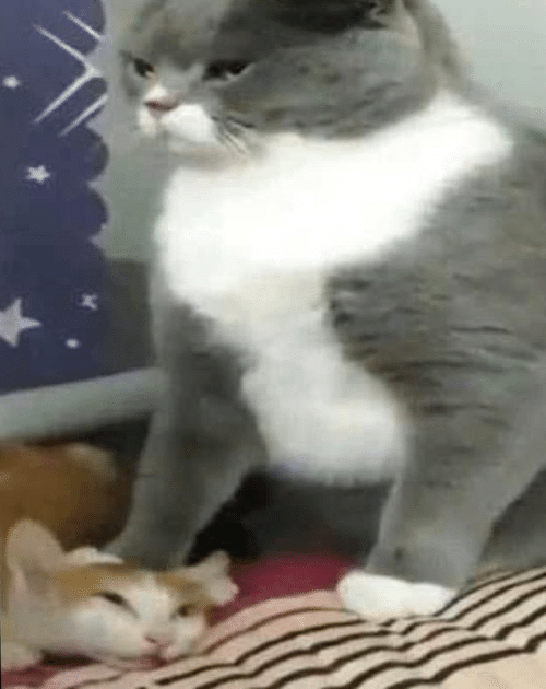 Cat Crushing Cat Blank Meme Template