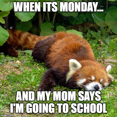 me at mondays | WHEN ITS MONDAY... AND MY MOM SAYS I'M GOING TO SCHOOL | image tagged in red panda,mondays | made w/ Imgflip meme maker