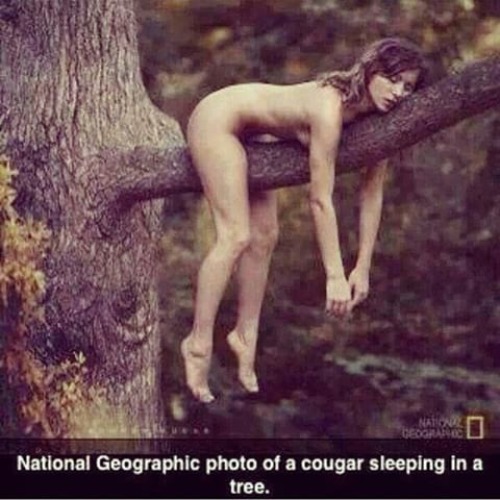 National Geographic Photo of a Cougar Sleeping in a Tree | image tagged in cougar,sexy women,sexy woman,grandmother,sexy senior citizen,your mom | made w/ Imgflip meme maker