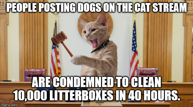 Judge Kitty | PEOPLE POSTING DOGS ON THE CAT STREAM ARE CONDEMNED TO CLEAN 10,000 LITTERBOXES IN 40 HOURS. | image tagged in judge kitty | made w/ Imgflip meme maker