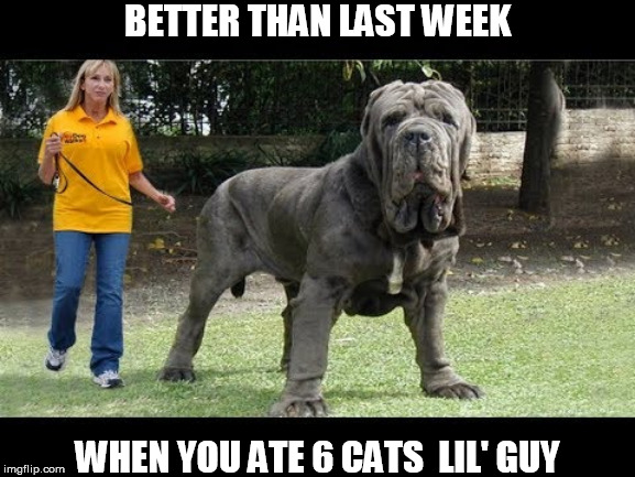 BETTER THAN LAST WEEK WHEN YOU ATE 6 CATS  LIL' GUY | made w/ Imgflip meme maker