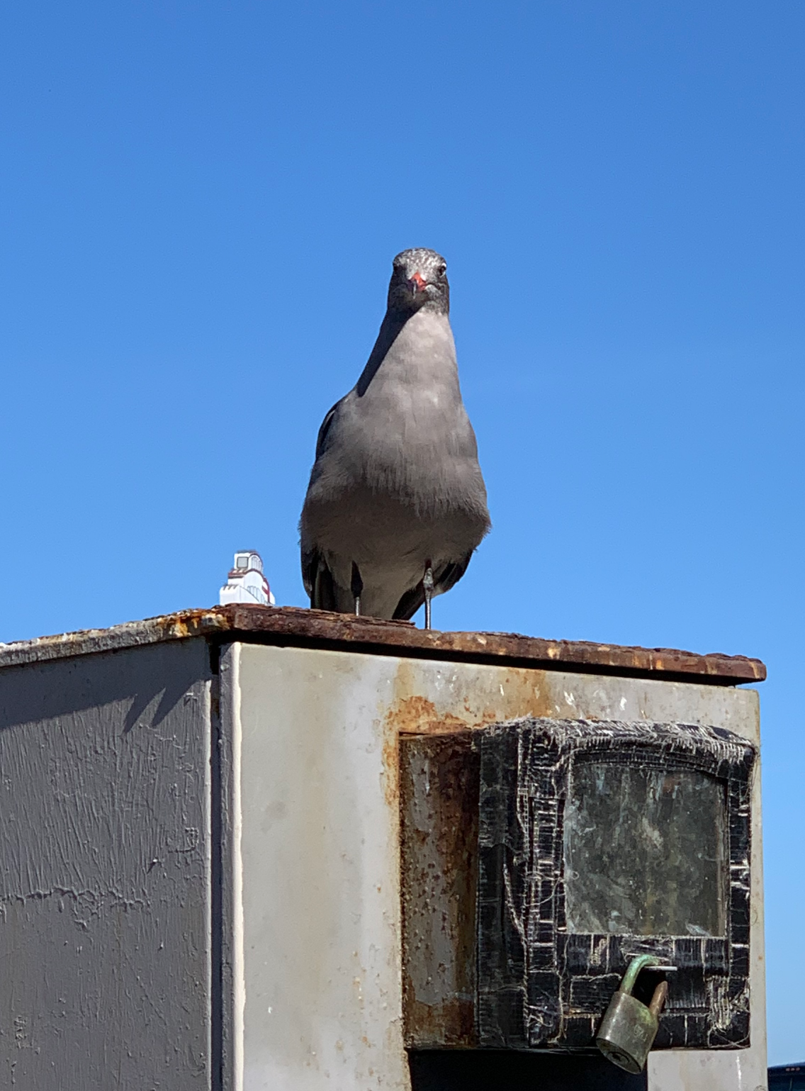 San-Francisco-Stalker-Pigeon Blank Meme Template