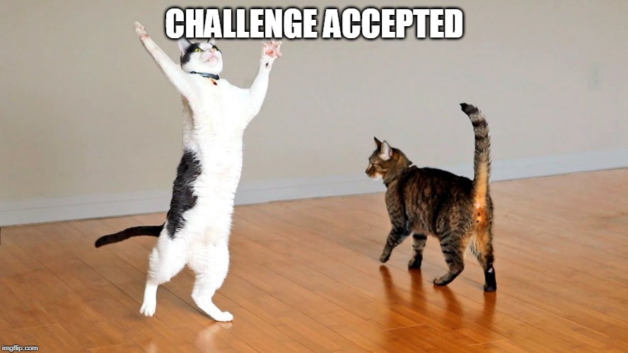 CHALLENGE ACCEPTED | image tagged in cats | made w/ Imgflip meme maker