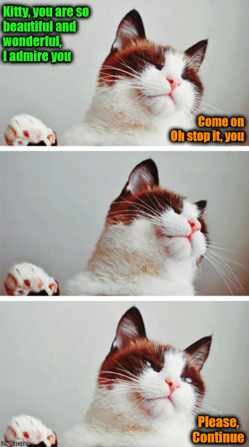 So humble | Kitty, you are so 
beautiful and 
wonderful, 
I admire you; Come on
Oh stop it, you; Please, Continue | image tagged in cats | made w/ Imgflip meme maker