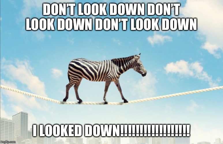 Look down | DON’T LOOK DOWN DON’T LOOK DOWN DON’T LOOK DOWN; I LOOKED DOWN!!!!!!!!!!!!!!!!!! | image tagged in zebra,memes,funny memes,meme | made w/ Imgflip meme maker