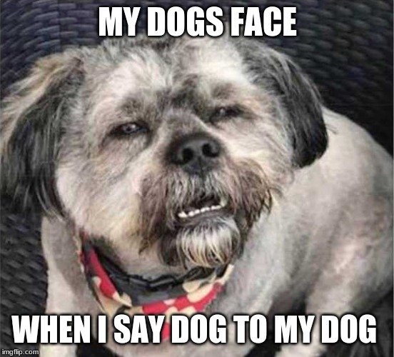 confused dog | MY DOGS FACE; WHEN I SAY DOG TO MY DOG | image tagged in confused dog | made w/ Imgflip meme maker