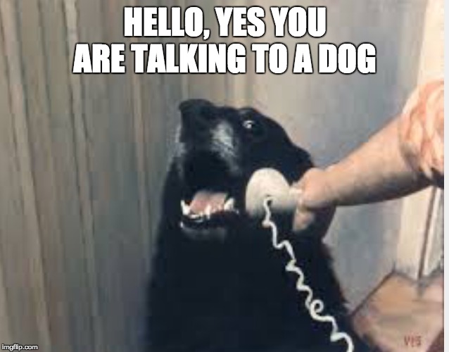 Hello yes this is dog | HELLO, YES YOU ARE TALKING TO A DOG | image tagged in hello yes this is dog | made w/ Imgflip meme maker