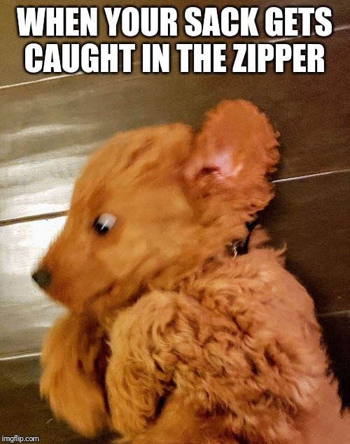 Surprised reaction | WHEN YOUR SACK GETS CAUGHT IN THE ZIPPER | image tagged in surprised reaction | made w/ Imgflip meme maker