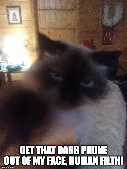 Snooty Cat | GET THAT DANG PHONE OUT OF MY FACE, HUMAN FILTH! | image tagged in violence | made w/ Imgflip meme maker