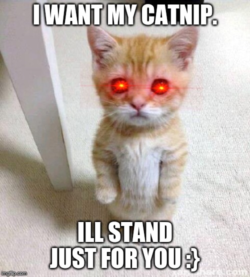 Cute Cat Meme | I WANT MY CATNIP. ILL STAND JUST FOR YOU :} | image tagged in memes,cute cat | made w/ Imgflip meme maker