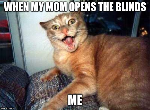 crazy cat | WHEN MY MOM OPENS THE BLINDS; ME | image tagged in crazy cat | made w/ Imgflip meme maker