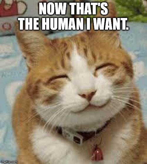 Happy cat | NOW THAT'S THE HUMAN I WANT. | image tagged in happy cat | made w/ Imgflip meme maker