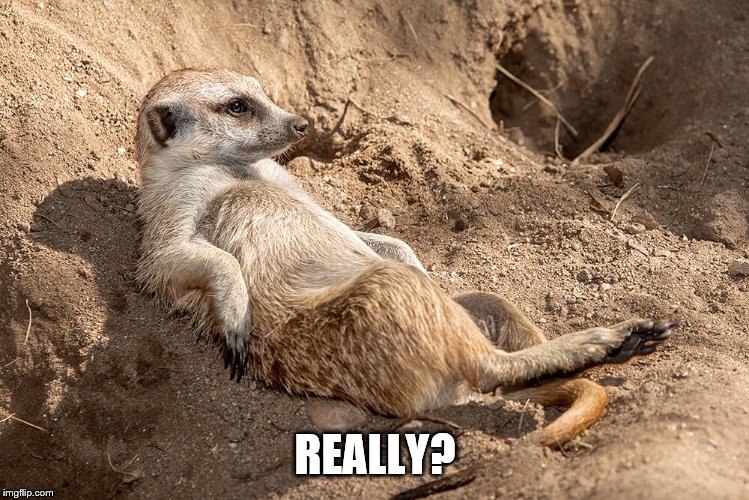 Reclining Meerkat | REALLY? | image tagged in reclining meerkat | made w/ Imgflip meme maker