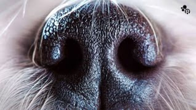Dog nose Blank Meme Template