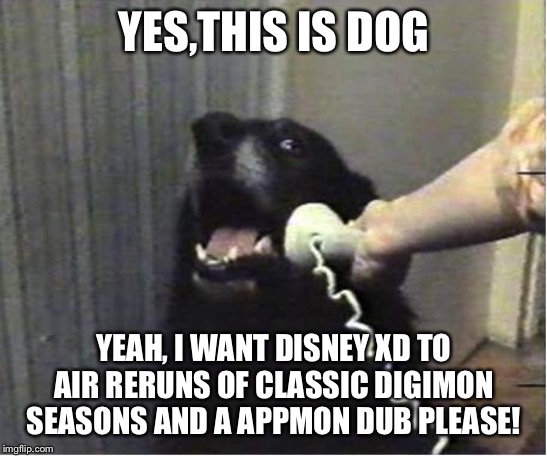 Yes this is dog | YES,THIS IS DOG; YEAH, I WANT DISNEY XD TO AIR RERUNS OF CLASSIC DIGIMON SEASONS AND A APPMON DUB PLEASE! | image tagged in yes this is dog | made w/ Imgflip meme maker