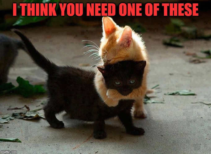 kitten hug | I THINK YOU NEED ONE OF THESE | image tagged in kitten hug | made w/ Imgflip meme maker