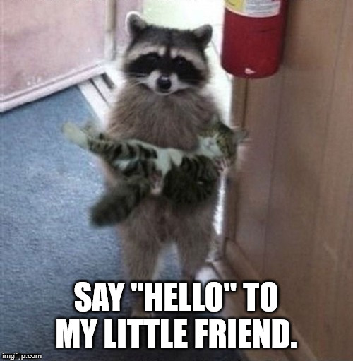 raccoon carrying cat | SAY "HELLO" TO MY LITTLE FRIEND. | image tagged in raccoon carrying cat | made w/ Imgflip meme maker