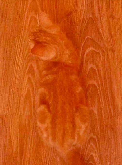 Kitty Blank Meme Template