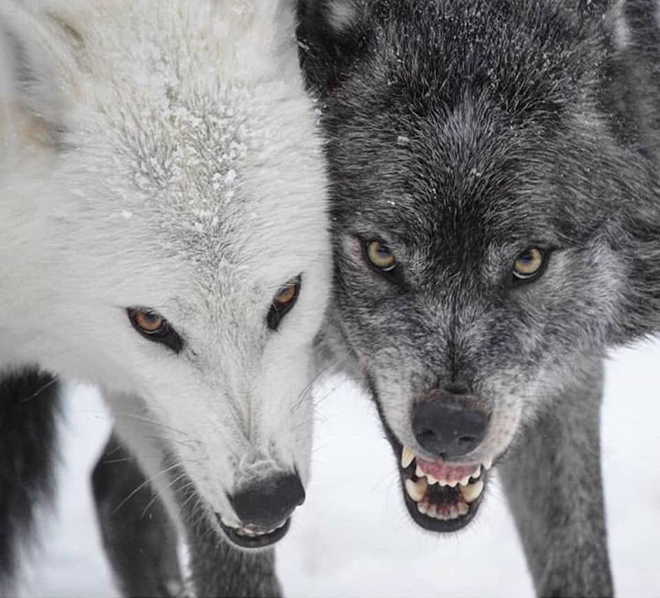 Wolves Blank Meme Template