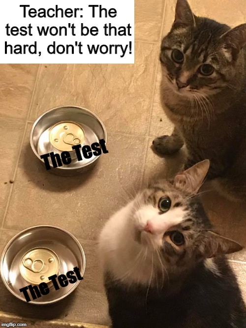 Hungry cats | Teacher: The test won't be that hard, don't worry! The Test; The Test | image tagged in hungry cats,test,unhelpful high school teacher,hard | made w/ Imgflip meme maker