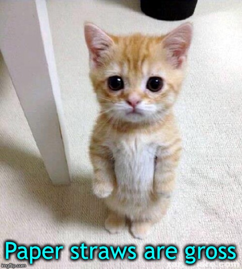 Cute Cat Meme | Paper straws are gross | image tagged in memes,cute cat | made w/ Imgflip meme maker