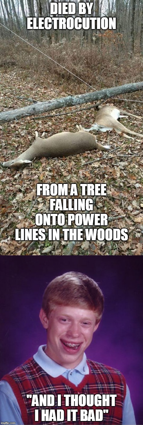 BAD LUCK | DIED BY ELECTROCUTION; FROM A TREE FALLING ONTO POWER LINES IN THE WOODS; "AND I THOUGHT I HAD IT BAD" | image tagged in memes,bad luck brian,death,bad luck | made w/ Imgflip meme maker