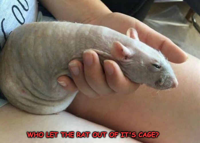 Not all men are rats... | WHO LET THE RAT OUT OF IT'S CAGE? | image tagged in men,rats | made w/ Imgflip meme maker