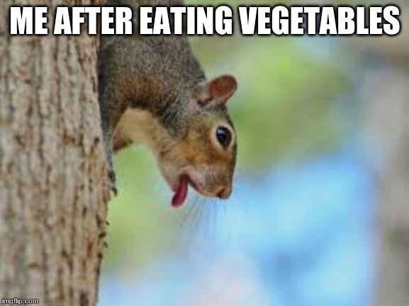 Nasty | ME AFTER EATING VEGETABLES | image tagged in squirrel | made w/ Imgflip meme maker