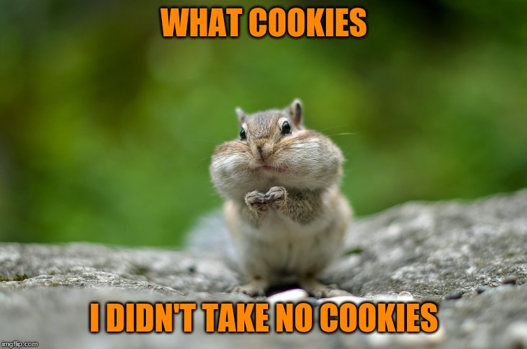 stuffy squirrel | WHAT COOKIES; I DIDN'T TAKE NO COOKIES | image tagged in squirrels | made w/ Imgflip meme maker