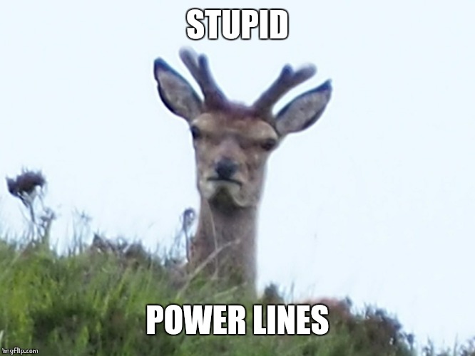 furious deer | STUPID POWER LINES | image tagged in furious deer | made w/ Imgflip meme maker