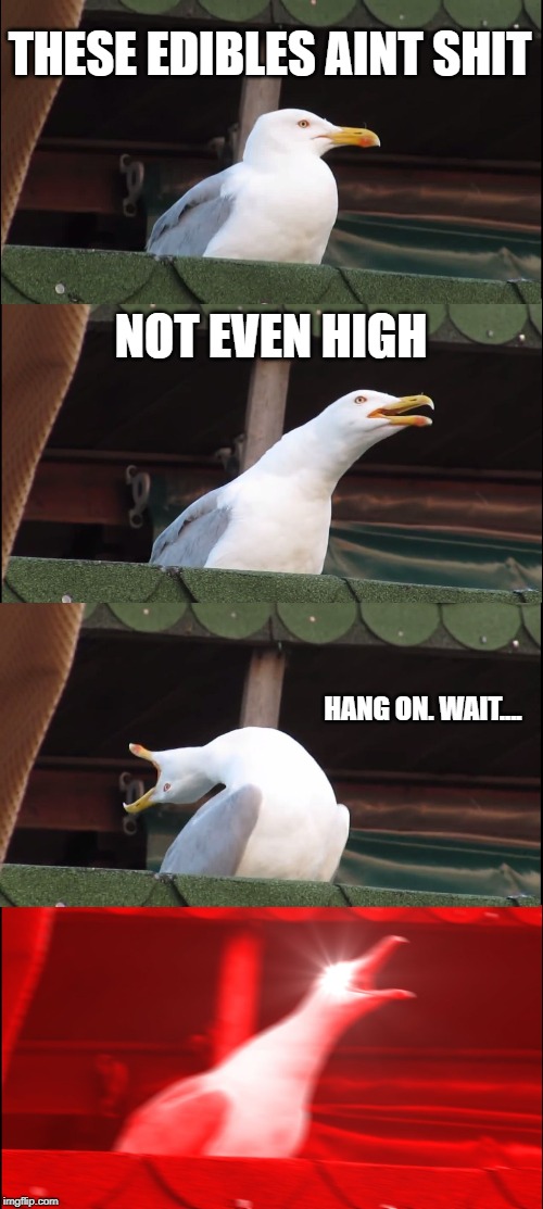 Inhaling Seagull Meme | THESE EDIBLES AINT SHIT; NOT EVEN HIGH; HANG ON. WAIT.... | image tagged in memes,inhaling seagull | made w/ Imgflip meme maker