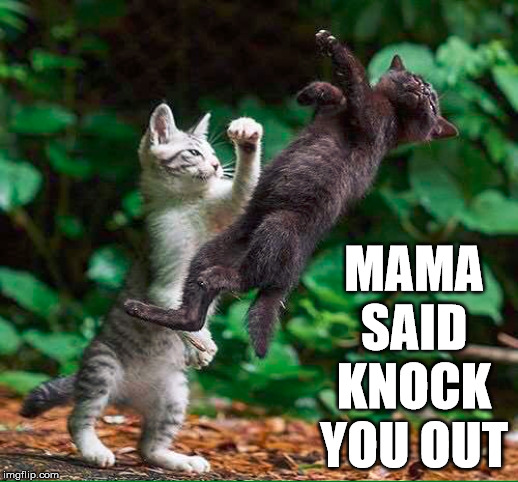 MAMA SAID KNOCK YOU OUT | image tagged in cats | made w/ Imgflip meme maker