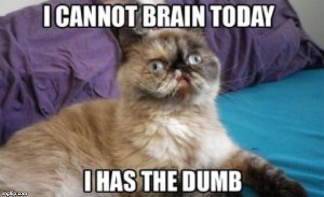dumb cat | image tagged in dumb cat,lazy cat,cat humor | made w/ Imgflip meme maker