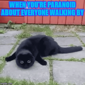 paranoid cat gif